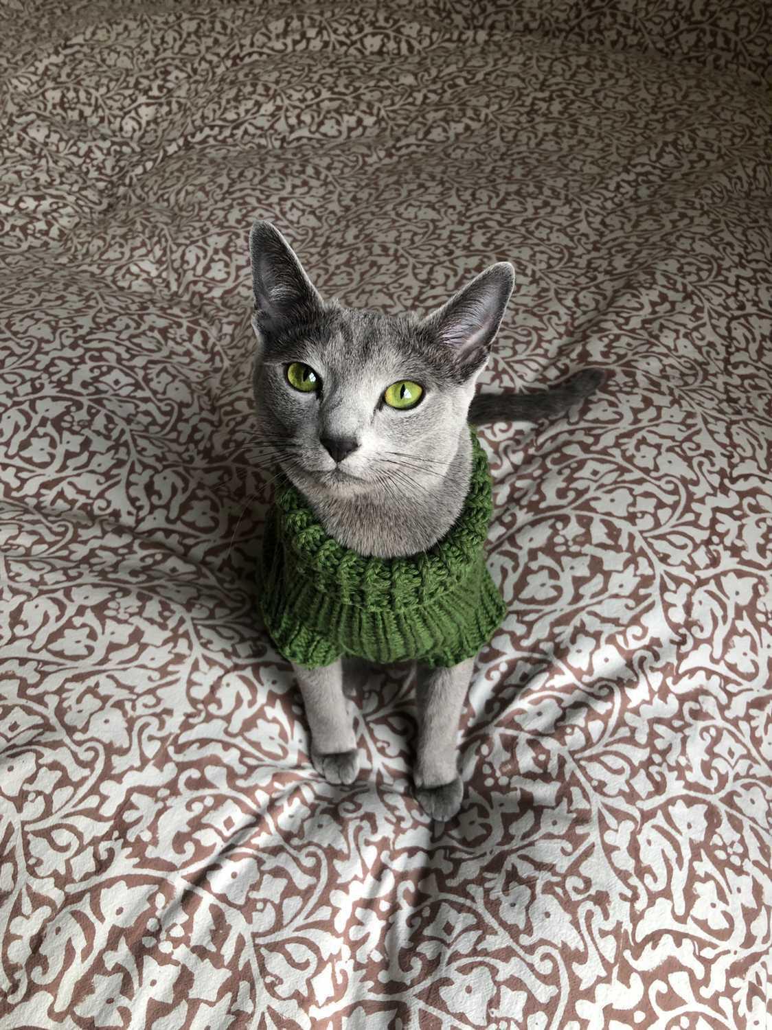 For cats