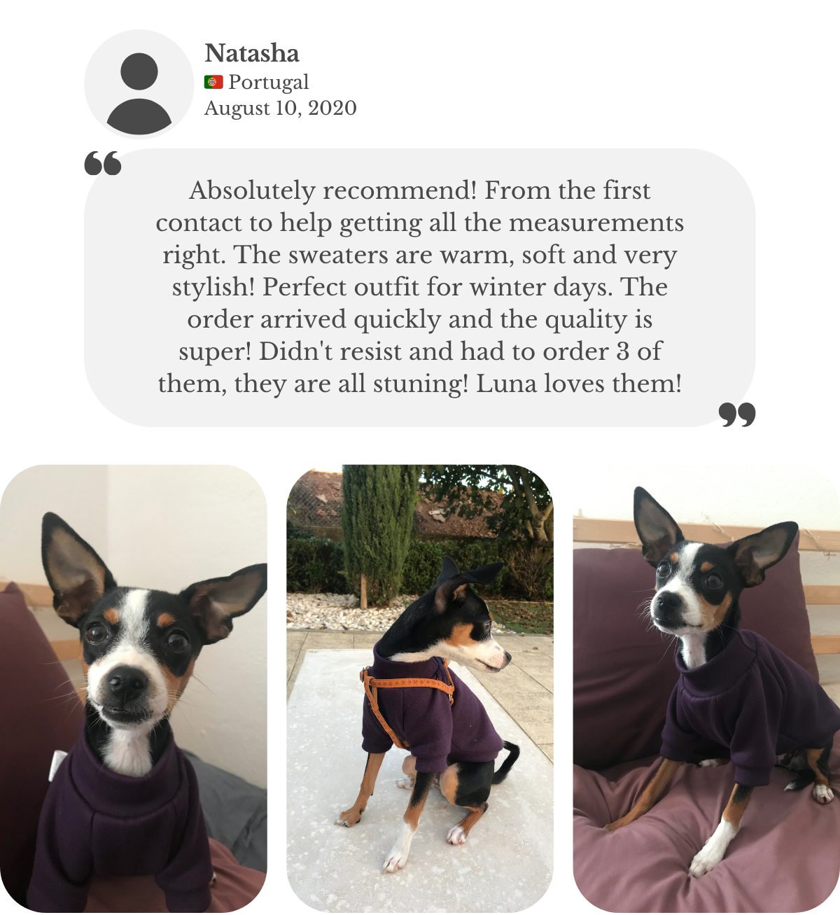 “Customer testimonial from Natasha: her Chihuahua–Miniature Pinscher mix wears a dark purple ‘Grape’ cotton sweatshirt with raglan sleeves, custom-made to measure and handmade by Lana Royals Pet Wear. She praises the warm, soft, stylish sweaters, perfect for winter days, fast delivery, excellent quality, and says all three jumpers are stunning and Luna loves them.