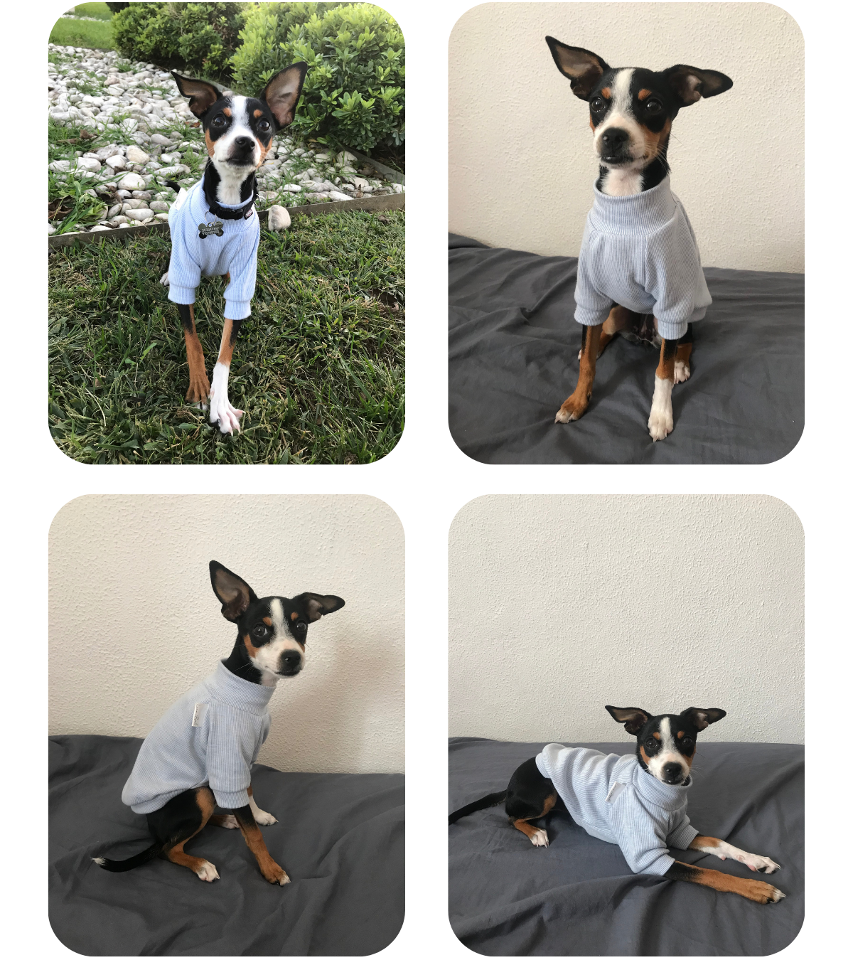 Miniature Pinscher–Chihuahua mix wearing a light baby blue cotton shirt from Lana Royals Pet Wear.