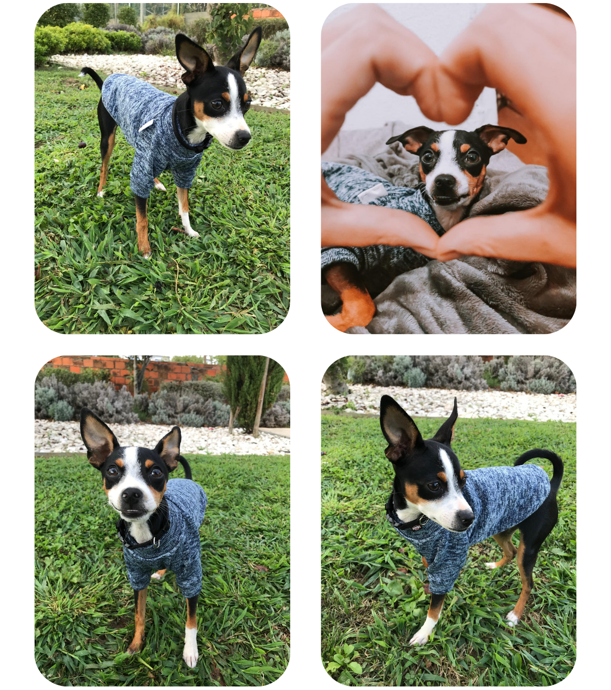 Miniature Pinscher–Chihuahua mix wearing a handmade merle blue jumper with raglan sleeves, custom-made by Lana Royals Pet Wear.
