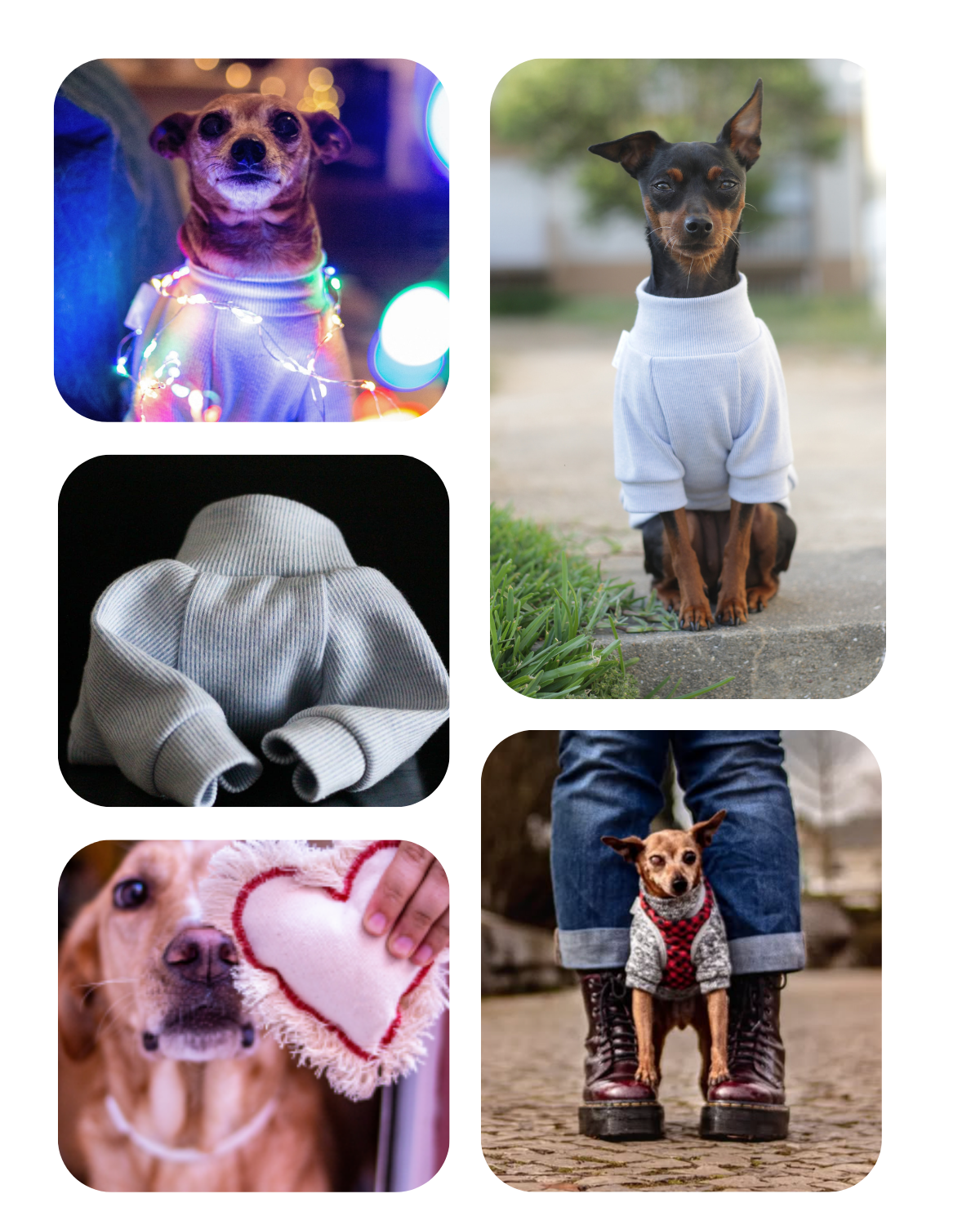 Collage of Lana Royals Pet Wear customers: Miniature Pinscher wearing a baby blue cotton shirt, a Miniature Pinscher in a merle gray polar jumper, and a golden Labrador playing with a heart-shaped canvas toy.