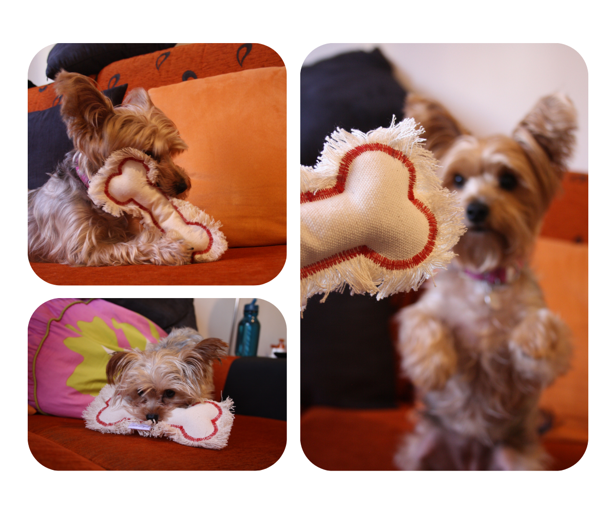 Collage of a small Yorkshire terrier dogs playing with a bone-shaped canvas toy, handmade by Lana Royals Pet Wear.