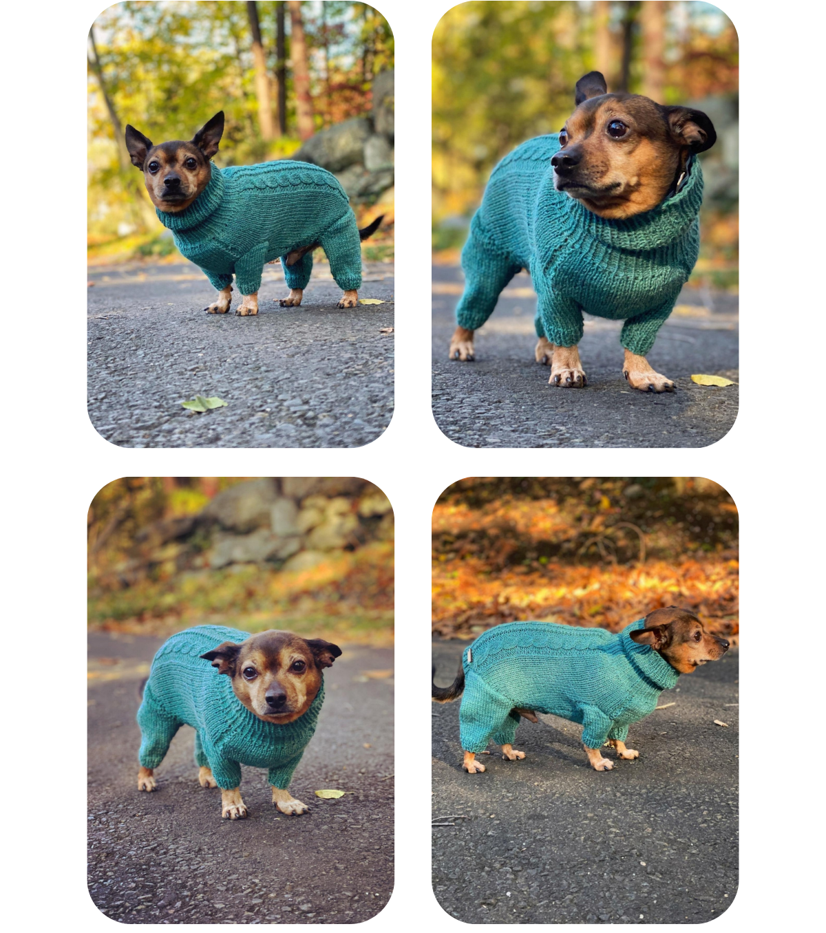Chihuahua–Dachshund mix wearing a hand-knitted ‘Primus’ alpaca wool jumpsuit in ocean blue, custom-tailored by Lana Royals Pet Wear.