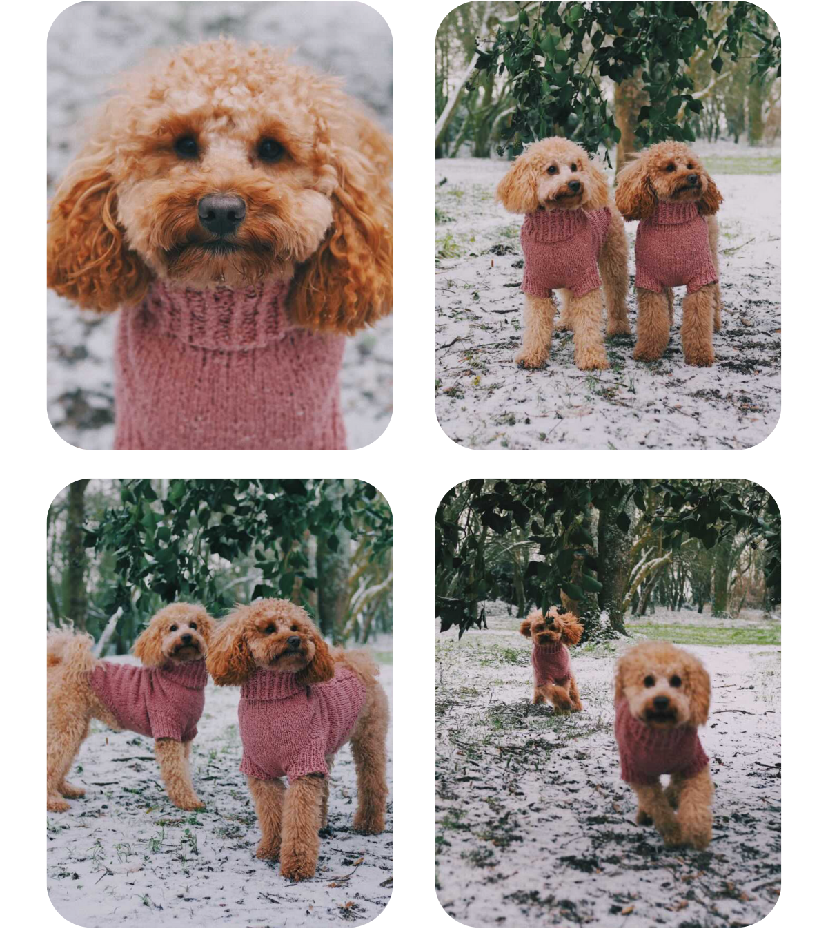 Two poodles wearing hand-knitted nude pink cotton turtleneck sweaters, custom-made to measure by Lana Royals Pet Wear.