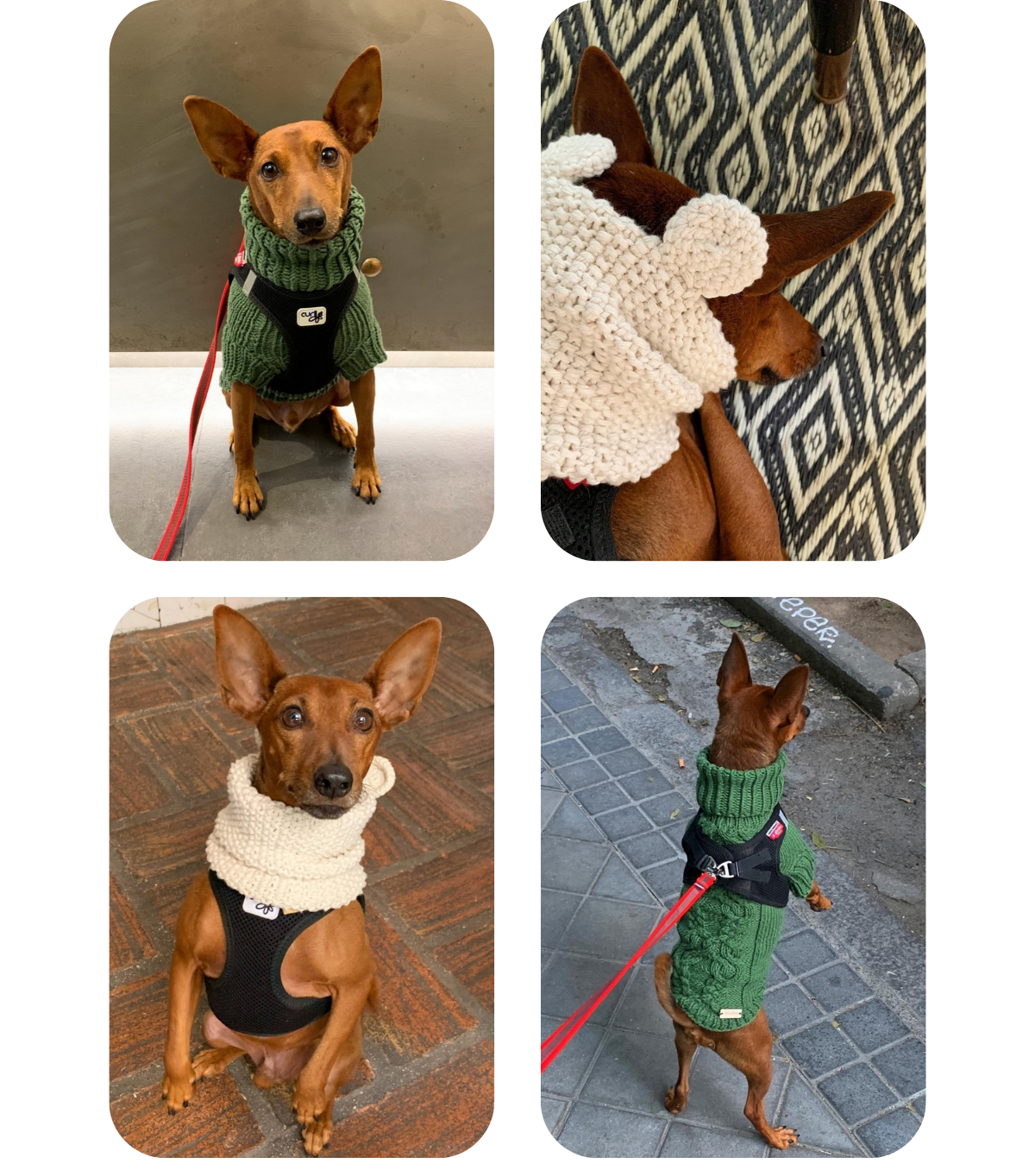 Miniature Pinscher from Spain wearing a hand-knitted green cotton ‘VENZEL’ sweater and a hand-knitted ‘Cuddlebear’ dog snood, both custom-made to measure by Lana Royals Pet Wear.