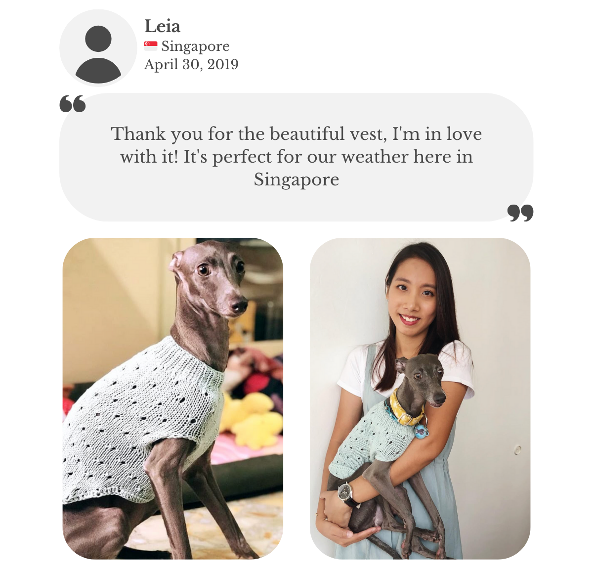 Italian greyhound wearing hand-knitted custom-made to measure cotton jumper. The customer remarks how it's perfect for their weather in Singapore.