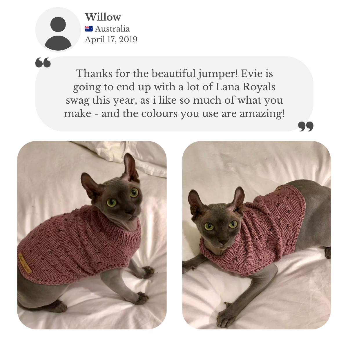 Sphinx cat wearing a handmade pink cotton knitted jumper from Lana Royals Pet Wear. Customer testimonial from Willow, thanking for the beautiful jumper.
