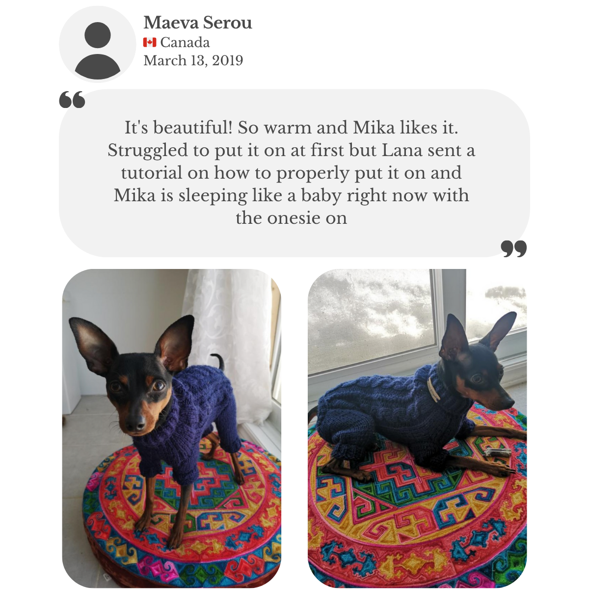 Miniature pinscher wearing a navy blue hand-knitted alpaca wool ‘Primus’ jumpsuit, custom-tailored to measure by Lana Royals Pet Wear. Customer testimonial from Mauve says it’s beautiful, warm, and her dog Mika loves it. At first it was a bit tricky to put on, but Lana provided a tutorial, and now Mika sleeps like a baby in the onesie.