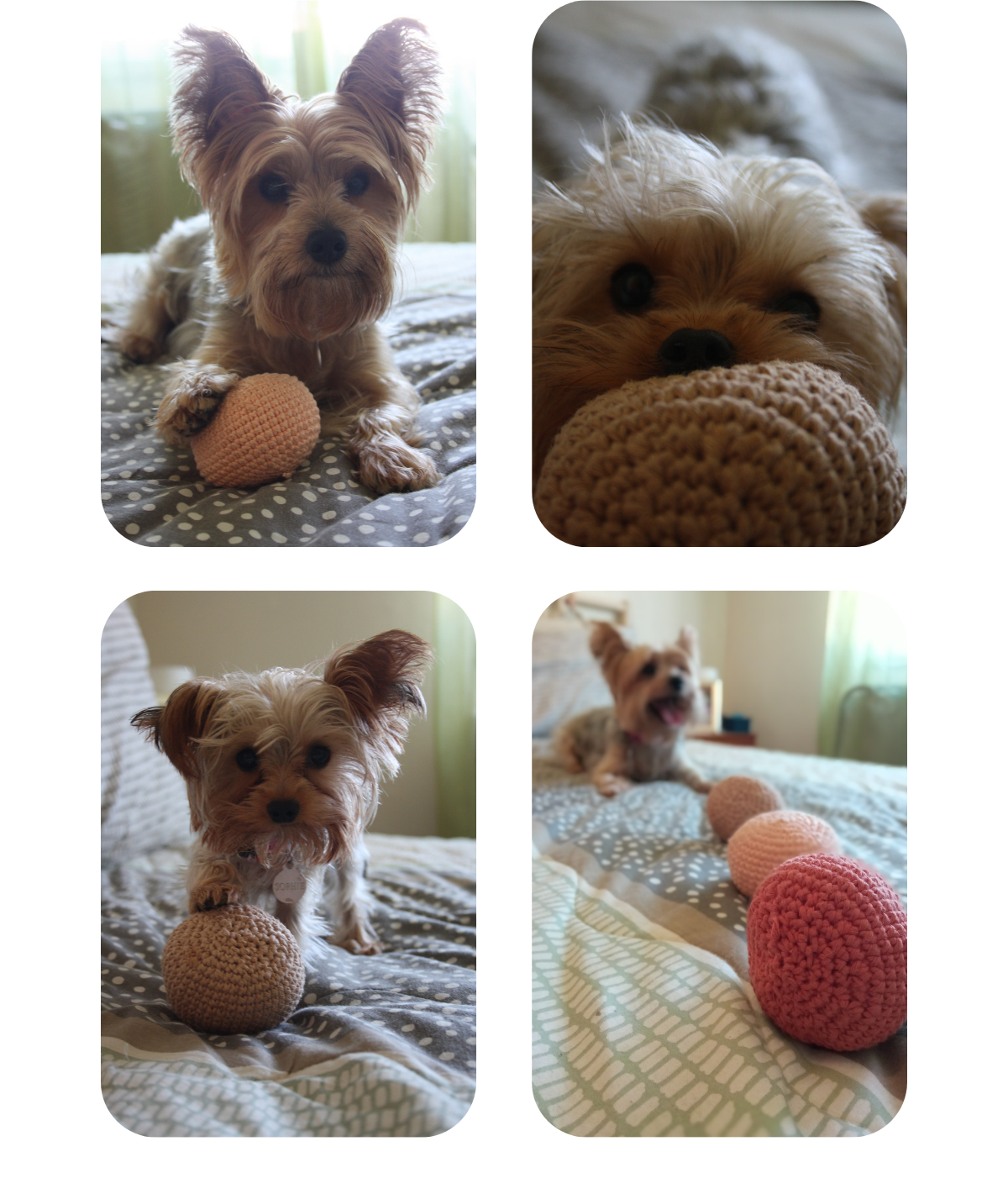 Collage of two Yorkshire terriers playing with their handmade crochet dog balls.