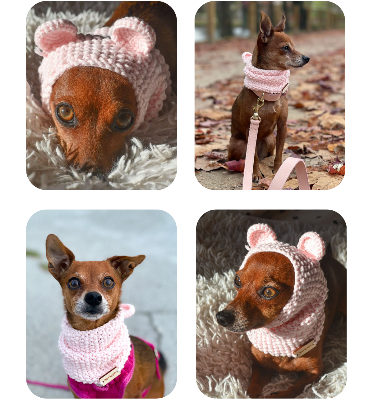Miniature pinscher wearing hand-knitted 'cuddlebear' cotton snood with teddy bear crochet ears, custom-tailored to measure by Lana Royals Pet Wear.