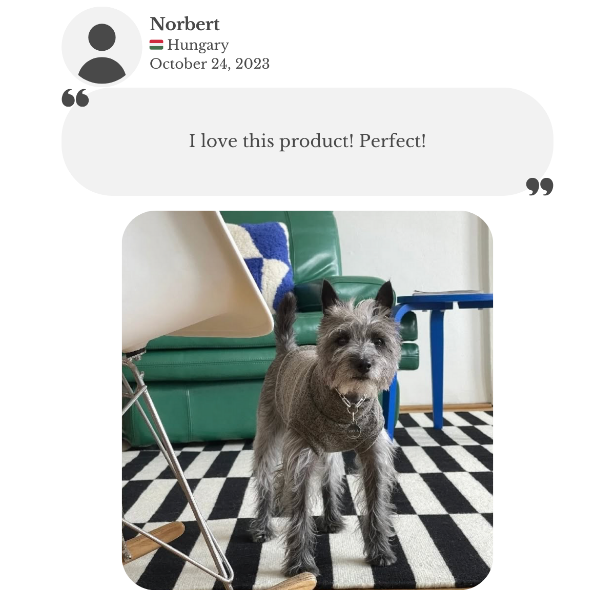 Miniature schnauzer wearing custom-made to measure brown beige woolly sleeveless vest. Norbert is thanking and says he loves this product.