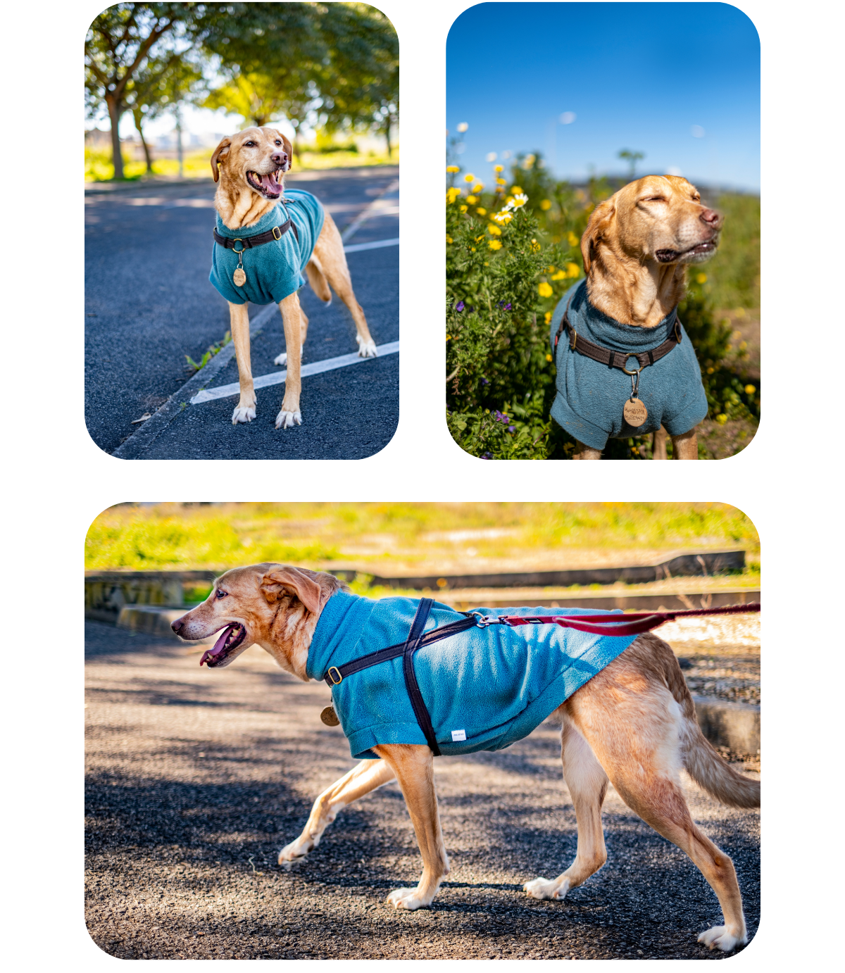 Labrador mix wearing a teal fleece jumper from Lana Royals Pet Wear, shown in various settings.