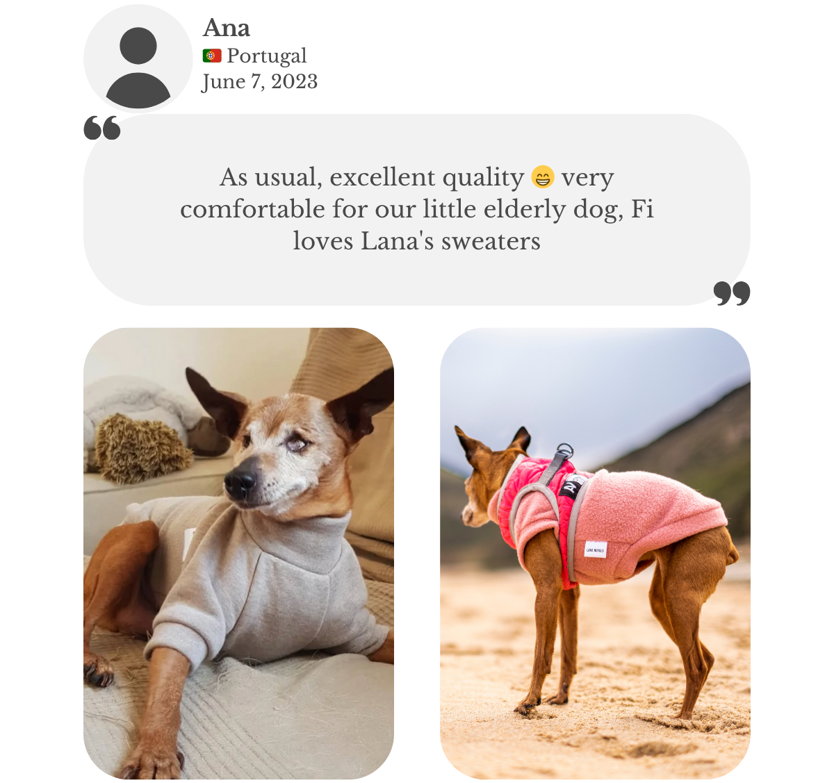 Miniature pinscher wearing beige sweatshirt and berry-pink fleece vest. Ana remarks the excellent quality and comfort for her elderly dog Fiona, who has many sweater from Lana Royals Pet Wear and loves them all.