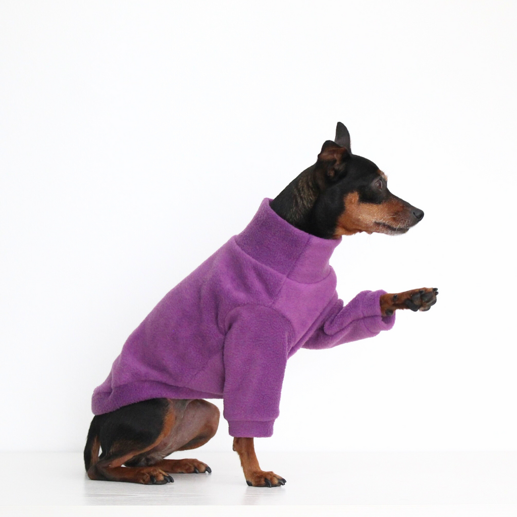 Miniature pinscher wearing a handmade purple fleece jumper with sleeves, custom-tailored to measure from Lana Royals Pet Wear.