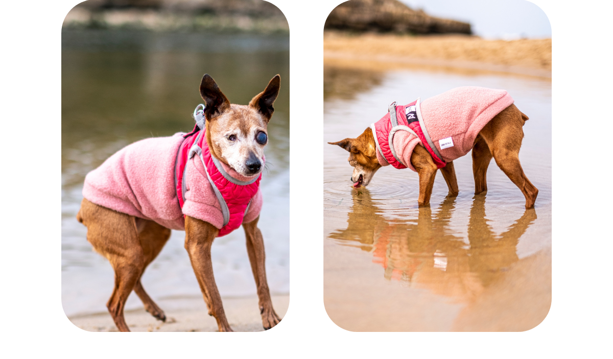 Miniature pinscher senior dog wearing custom made to measure polar fleece jumper in berry pink. Lifestyle photos of the dog hanging around the river.