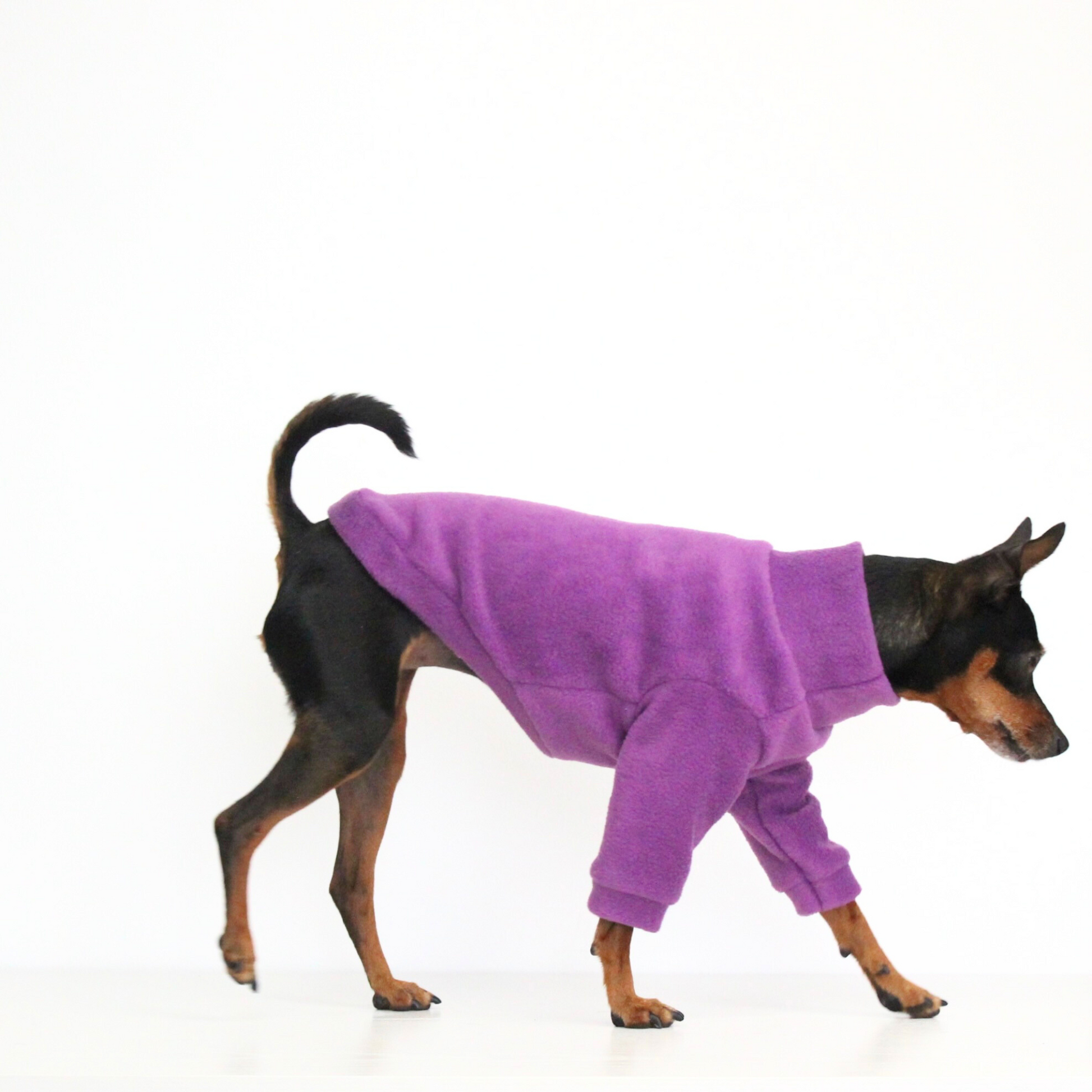 Miniature pinscher wearing a handmade purple fleece jumper with sleeves, custom-tailored to measure from Lana Royals Pet Wear.