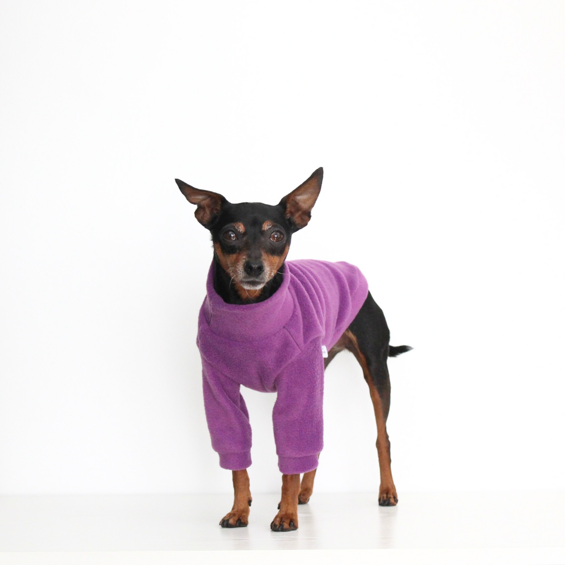 Miniature pinscher wearing a handmade purple fleece jumper with sleeves, custom-tailored to measure from Lana Royals Pet Wear.