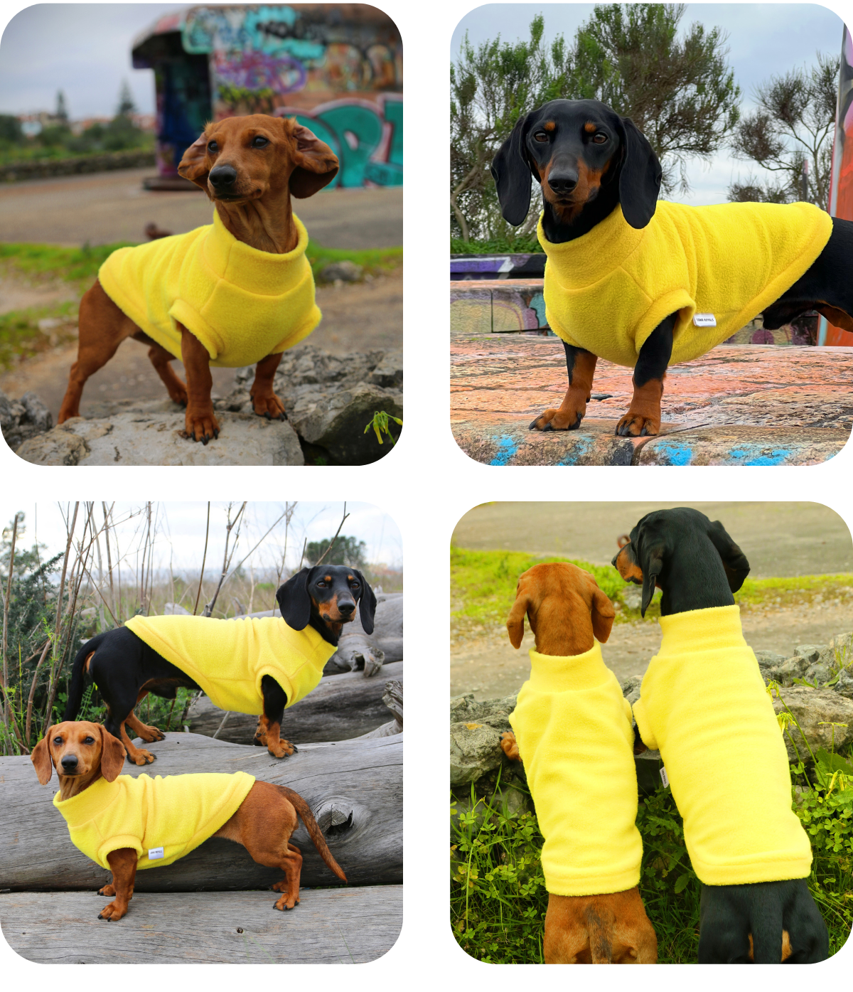 Collage of two dachshunds wearing custom yellow fleece tank-top vests from Lana Royals Pet Wear in various outdoor settings.