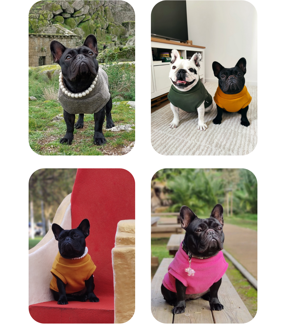 Collage of four images featuring French bulldogs wearing colorful sweaters in various settings: woolly beige, olive and mustard cotton sweatshirt, hot pink fleece jumpers by Lana Royals Pet Wear.