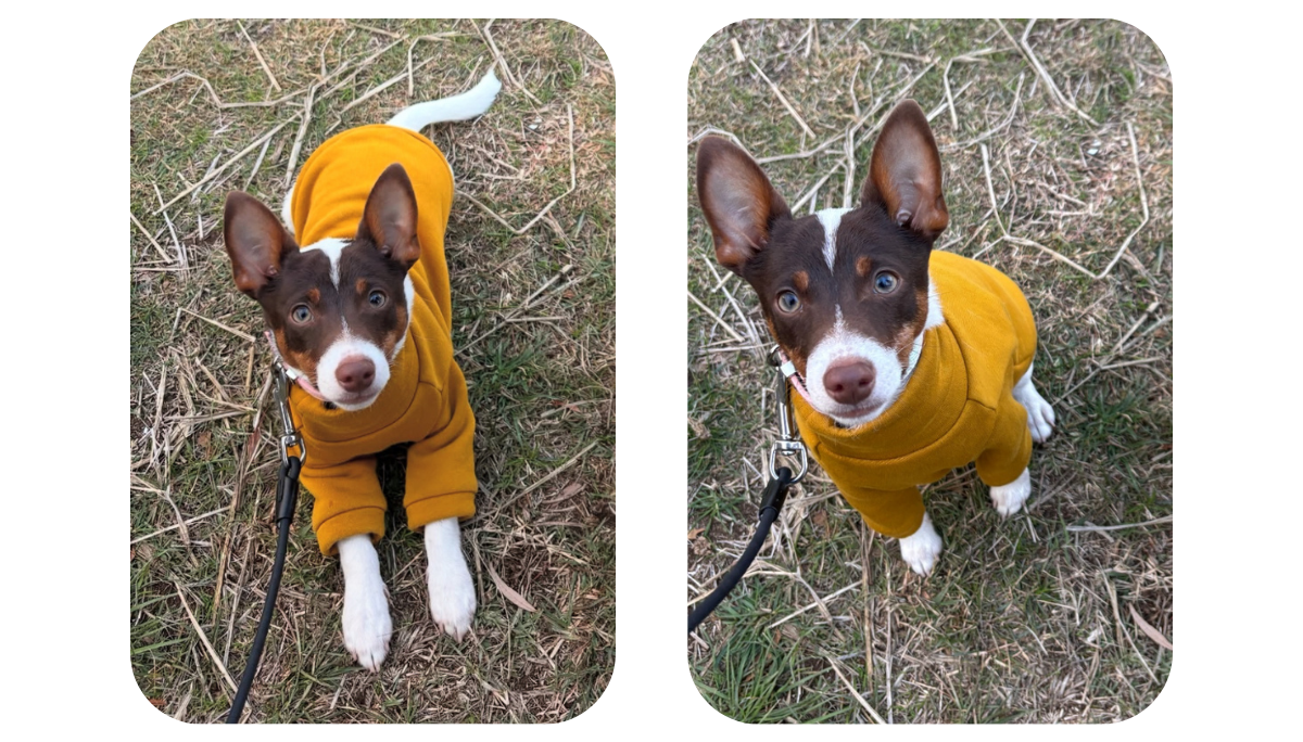 Miniature Terrier wearing a custom-tailored mustard yellow cotton sweatshirt, handmade by Lana Royals Pet Wear.