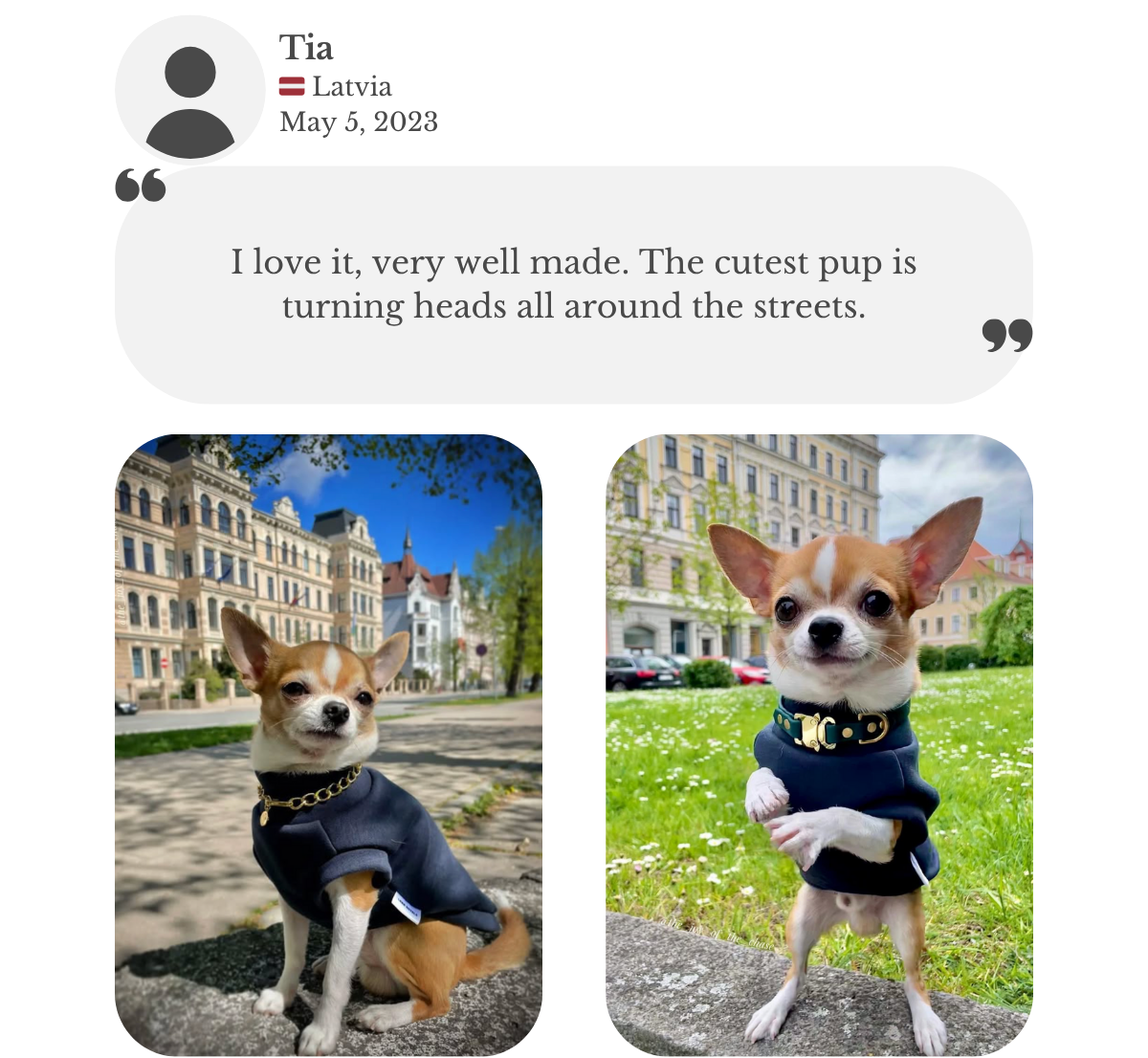Customer testimonial from Tia: her Chihuahua wears a midnight navy blue cotton sweatshirt tank-top from Lana Royals Pet Wear. She praises the quality, and says her cute pup is turning heads everywhere.