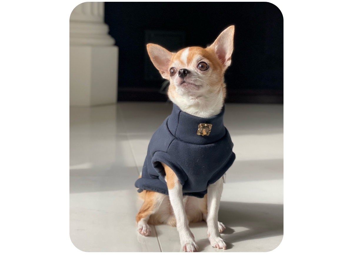 Chihuahua wearing custom made to measure cotton sweatshirt sleeveless jumper.