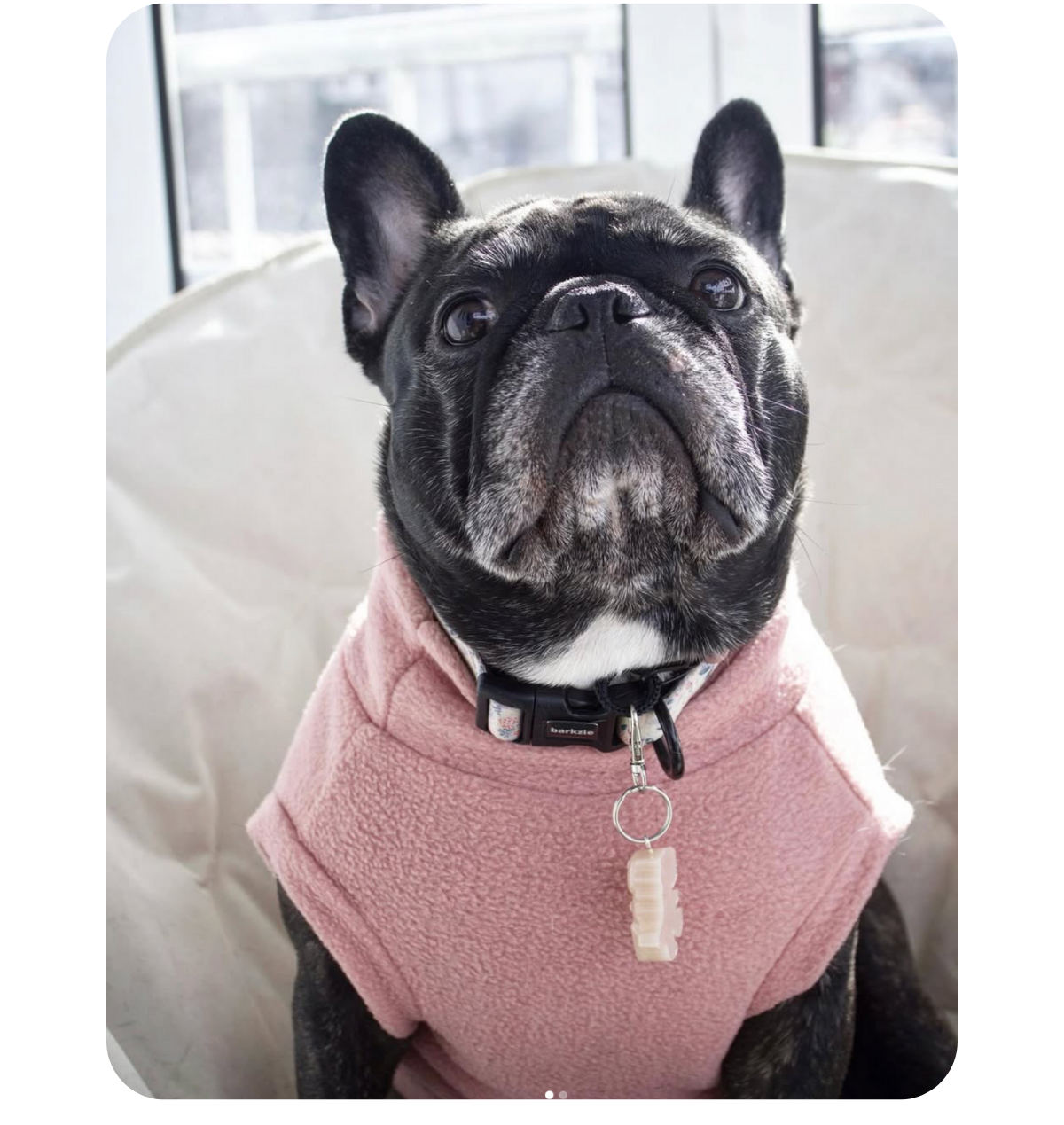 French Bulldog wearing a custom-made berry pink fleece tank-top vest from Lana Royals Pet Wear.