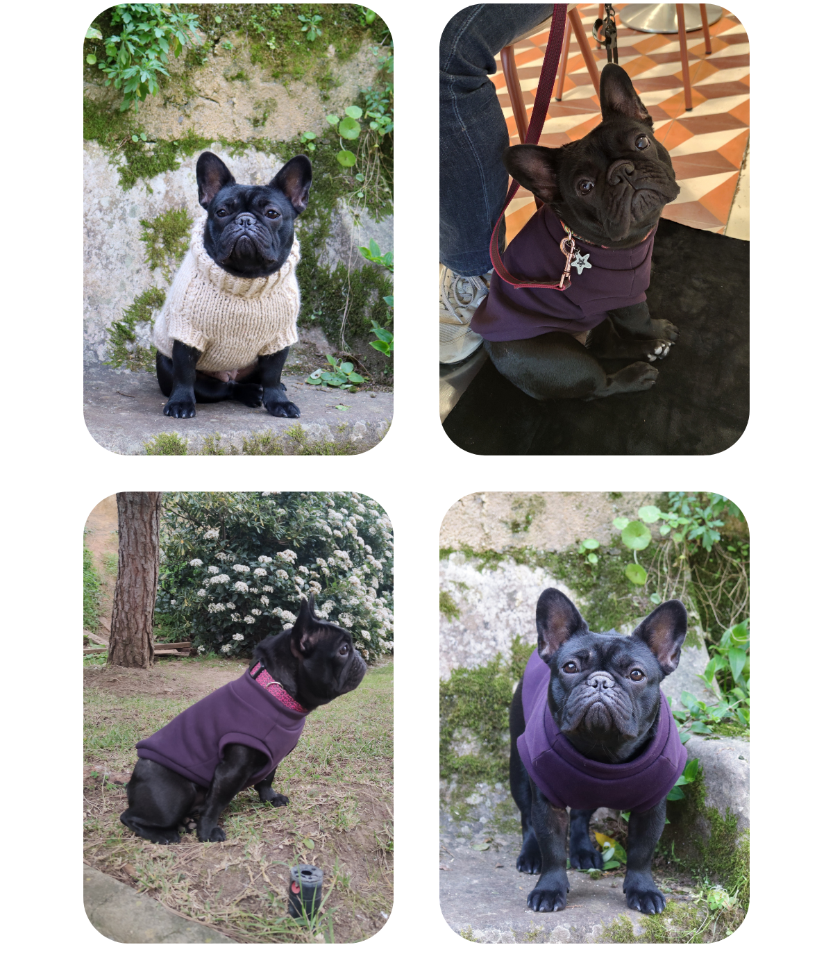 Collage of a black dark brindle French bulldog wearing handmade sweaters (alpaca wool knitted sweater and dark purple sweatshirt jumper) from Lana Royals Pet Wear.