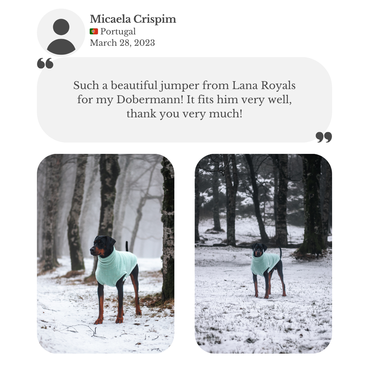 Customer testimonial: Dobermann wearing an aqua fleece sweater from Lana Royals Pet Wear in a snowy forest. Customer praises the beautiful jumper and perfect fit.