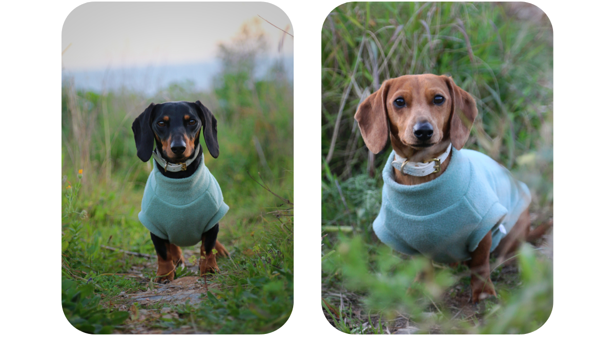 Two photos of miniature dachshund wearing custom-made to measure aqua polar fleece sleeveless vests, while out on their walk in the fields.
