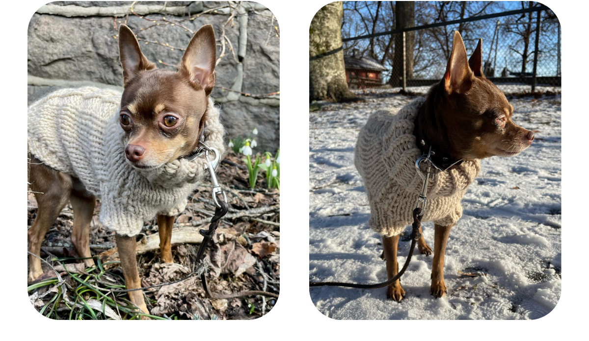 Chihuahua Prague Ratter wearing a handmade beige alpaca wool turtleneck sweater, custom made by Lana Royals Pet Wear.