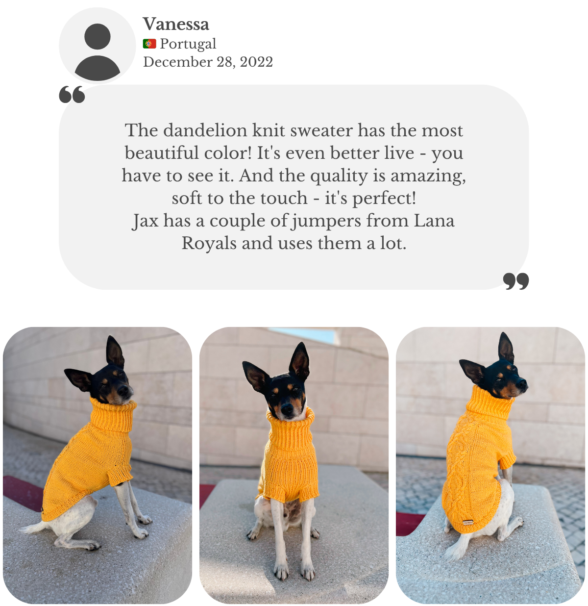 Customer testimonial from Vanessa: her Ratonero Valenciano wears the hand-knitted cotton ‘VENZEL’ sweater in dandelion yellow from Lana Royals Pet Wear. She praises the beautiful color, amazing quality, softness, and perfect fit. Jax has a couple of sweaters and uses them frequently.