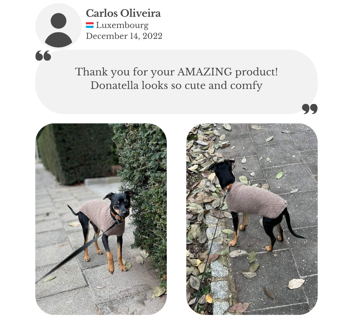 Customer testimonial from Carlos in Luxembourg: his Pinscher mix wears a beige handmade knitted sweater from Lana Royals Pet Wear, and he praises how cute and comfortable his dog looks.