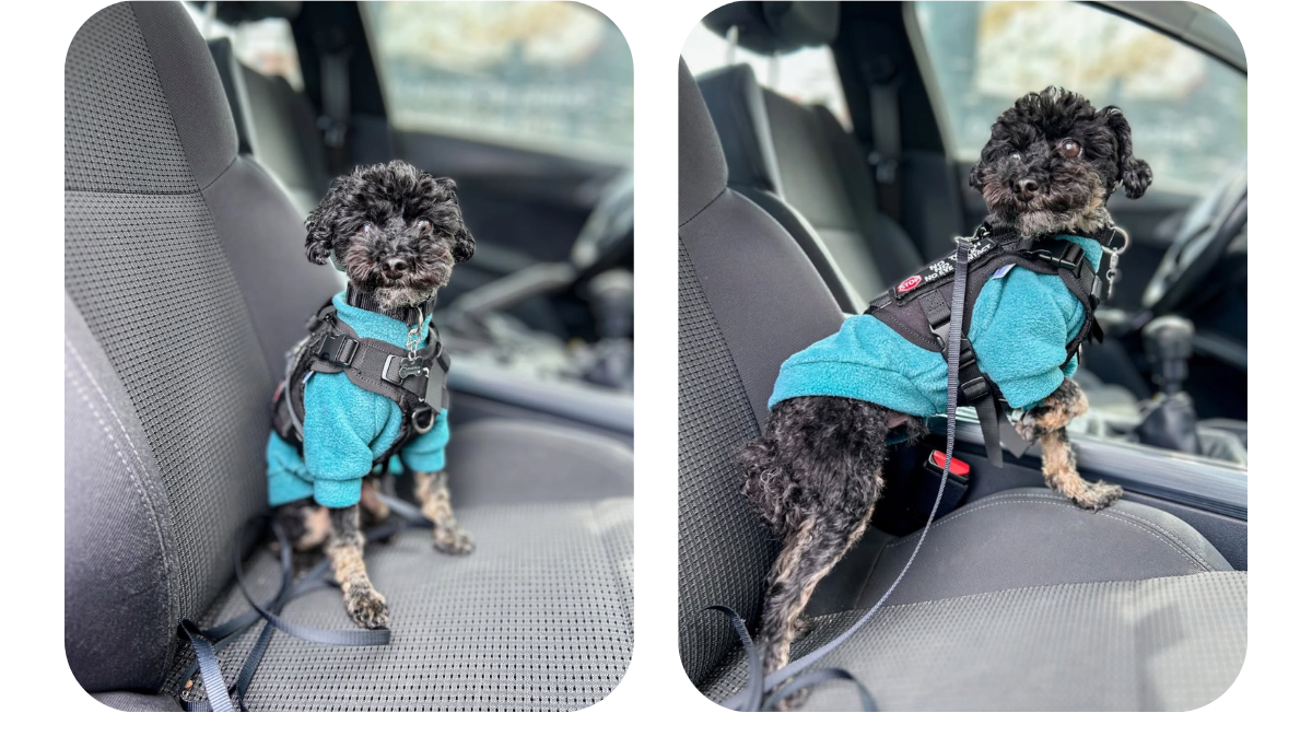 Miniature poodle wearing handmade teal fleece jumper with raglan sleeves.