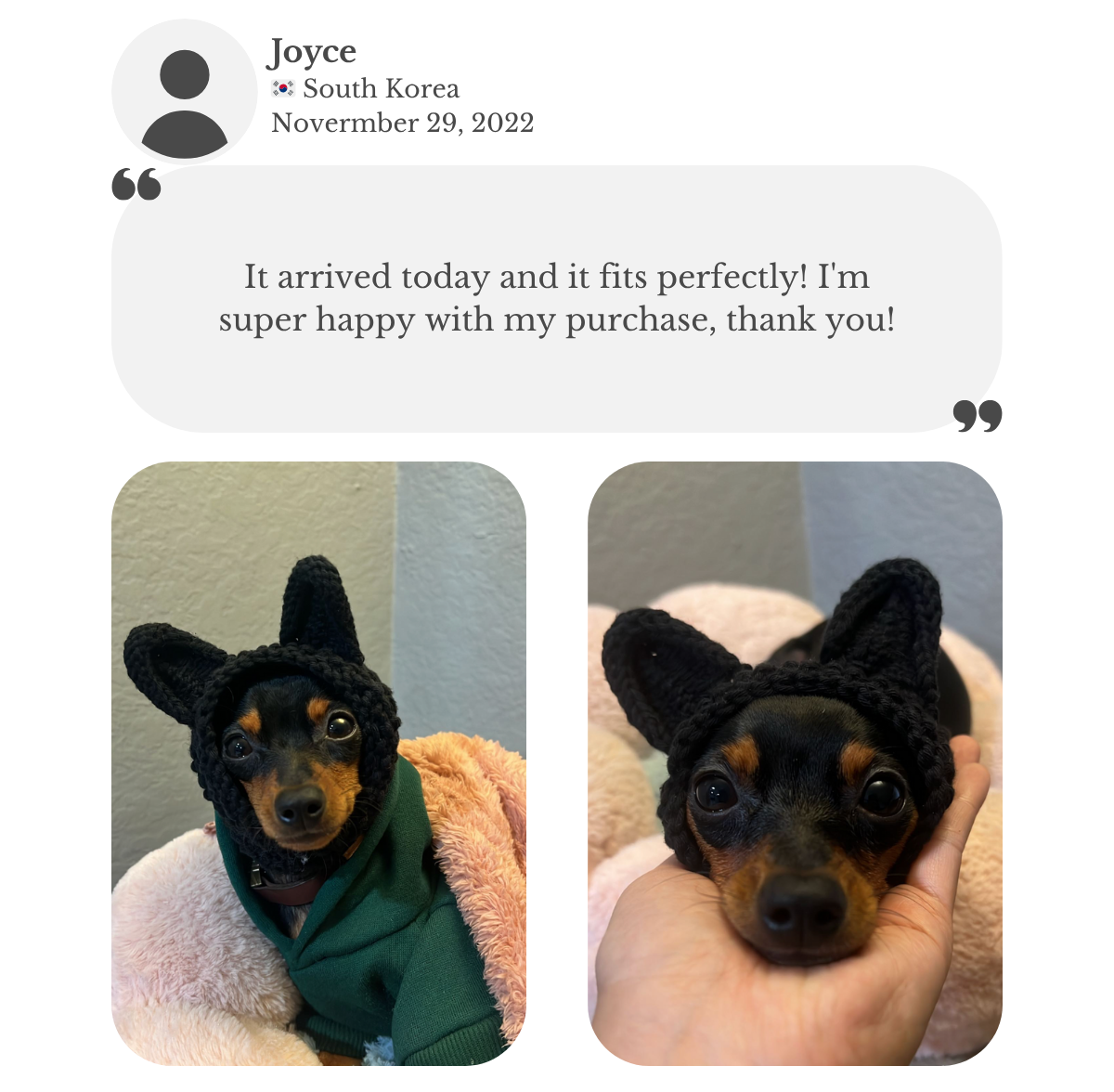 Miniature pinscher wearing a custom hand-knitted dog snood with bunny ears. Joyce is very happy about how well it fits her small dog.