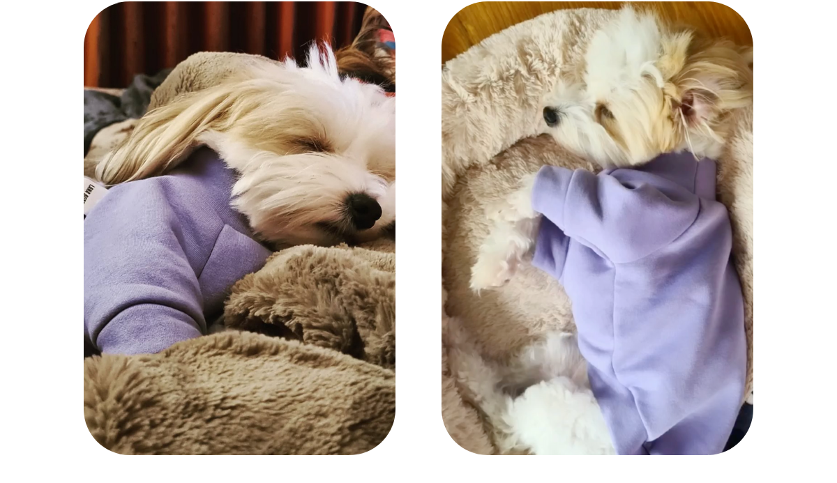 Two photos of a Maltese Bichon Frisé wearing lilac cotton sweatshirt jumper by Lana Royals Pet Wear.