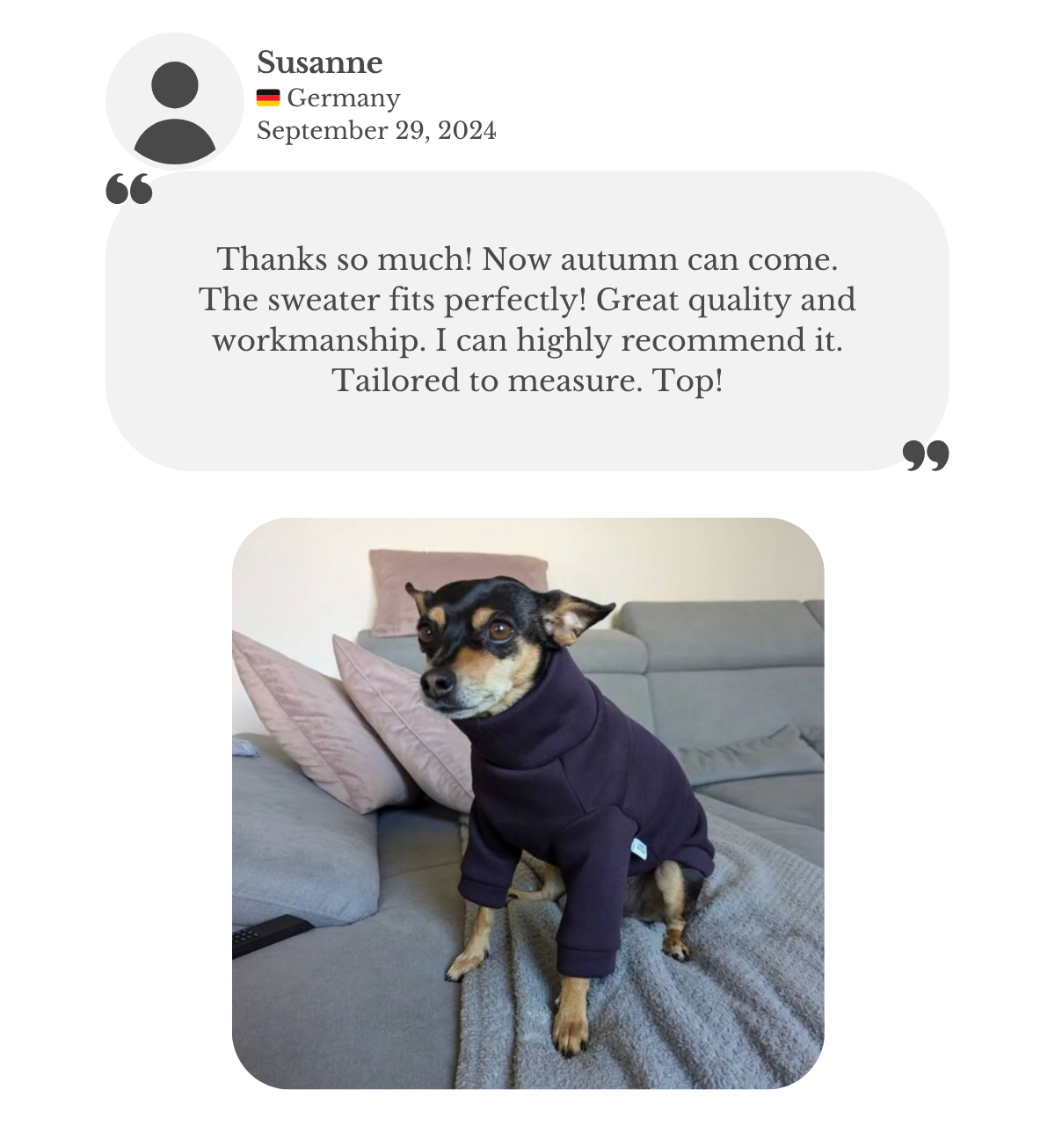 Miniature pinscher wearing dark purple cotton sweatshirt jumper with sleeves. Customer Susanne thanking for the perfectly fitted sweater, with great quality and workmanship with the tailored to measure garment. She highly recommends it.