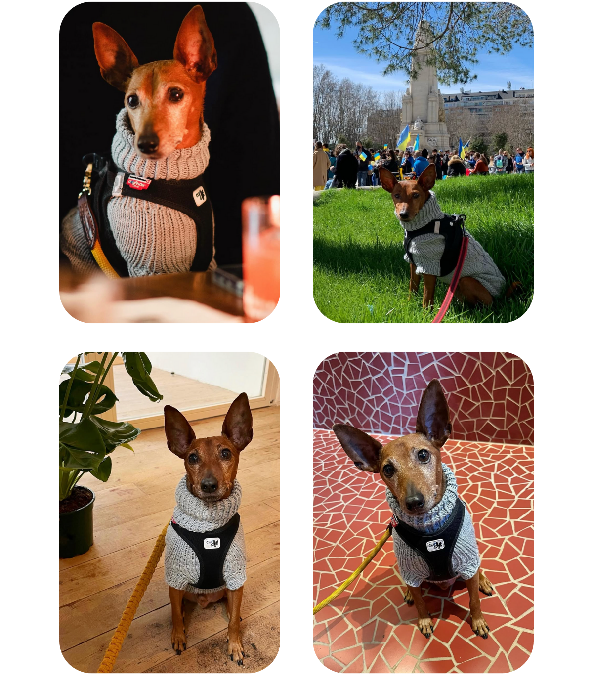 Collage of a miniature pinscher wearing a cotton–merino hand-knitted sweater from Lana Royals Pet Wear in various settings.