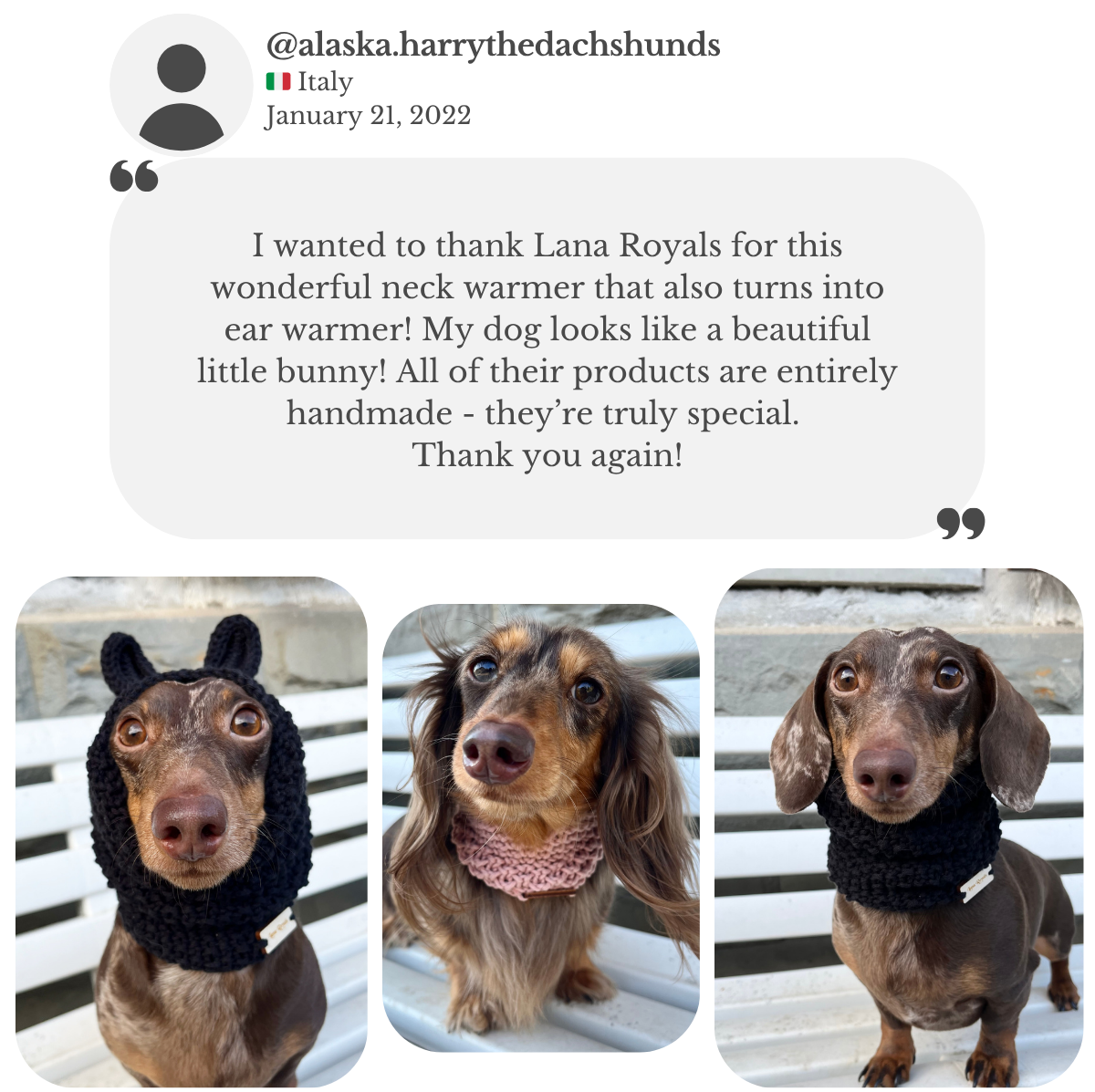 Dachshunds from Italy wearing hand-knitted snoods, praising how wonderfully made they are