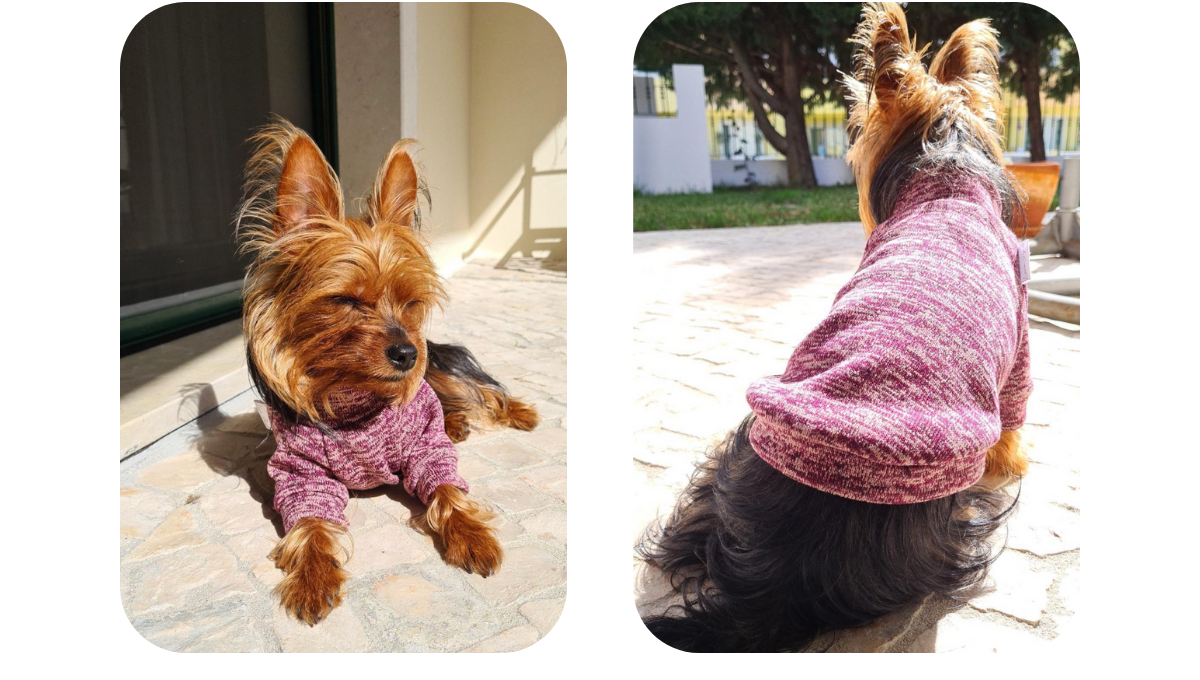 Two photos of Yorkshire terrier wearing handmade merle pink jumper
