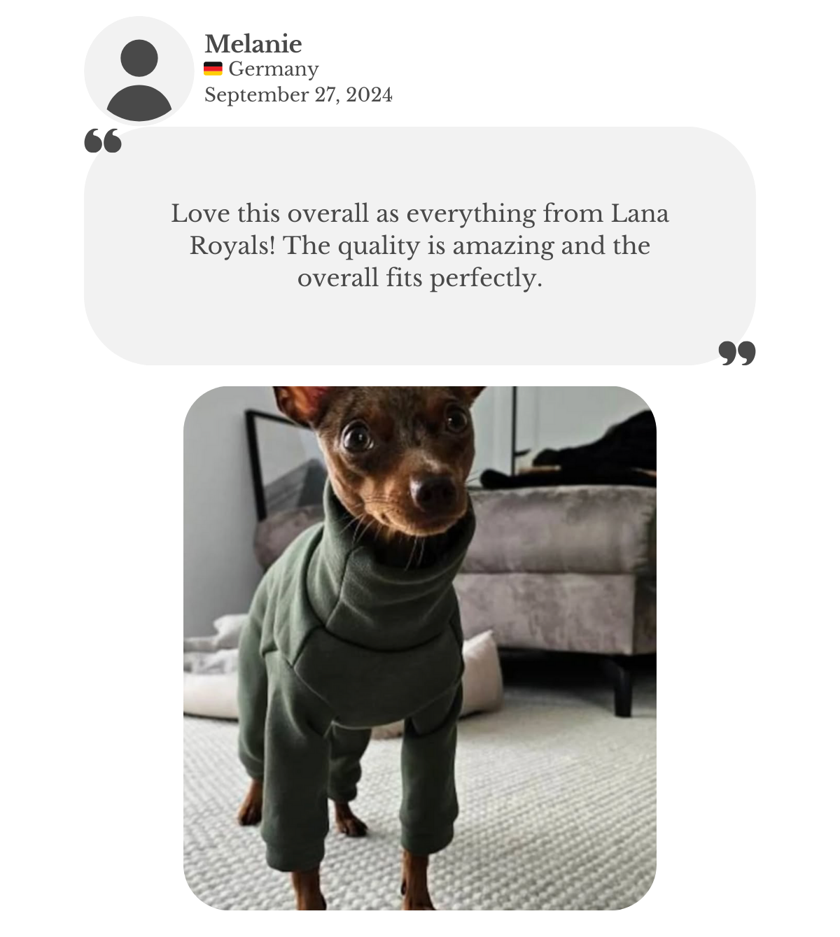 Prague ratter miniature dog wearing a handmade olive cotton sweatshirt jumpsuit, custom-tailored to measure by Lana Royals Pet Wear. Customer testimonial from Melanie, praising the overall for the amazing quality and perfect fit.