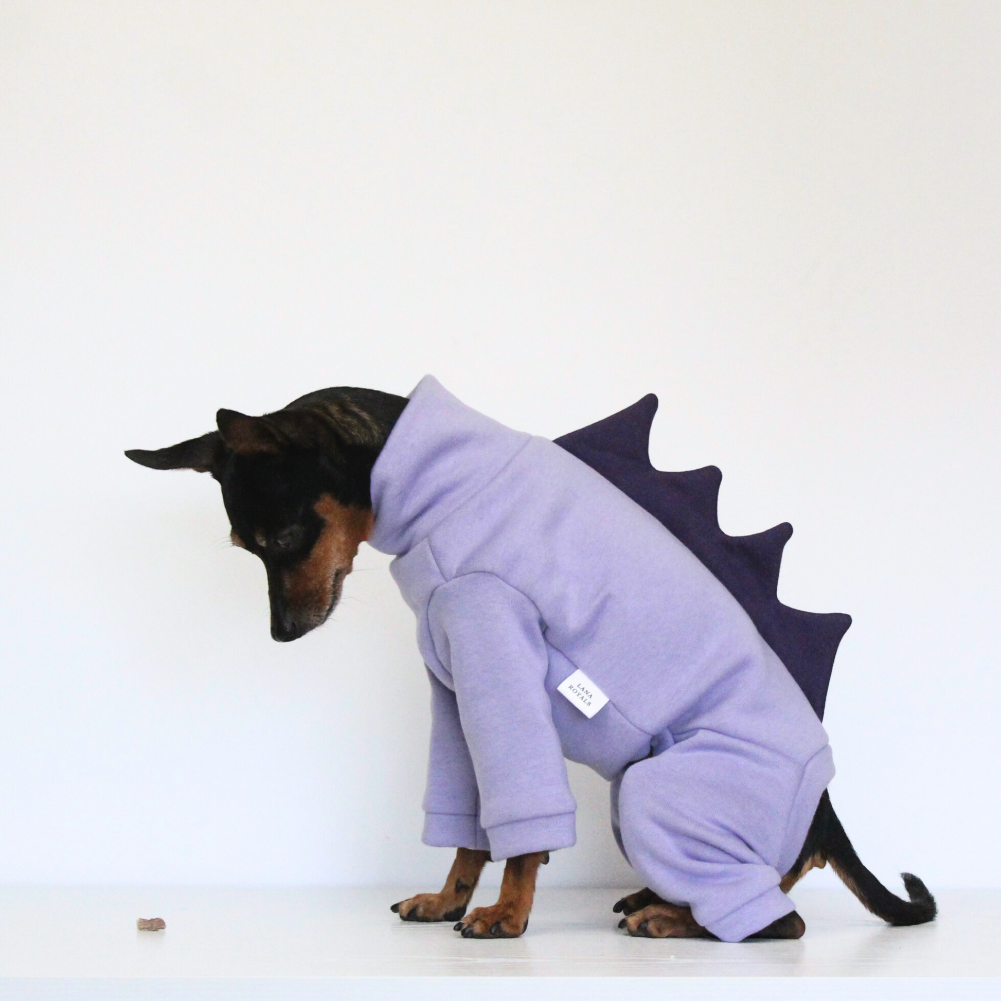 Miniature pinscher wearing a lilac cotton sweatshirt jumpsuit with purple dinosaur spikes costume add-on, custom-tailored to measure by Lana Royals Pet Wear.