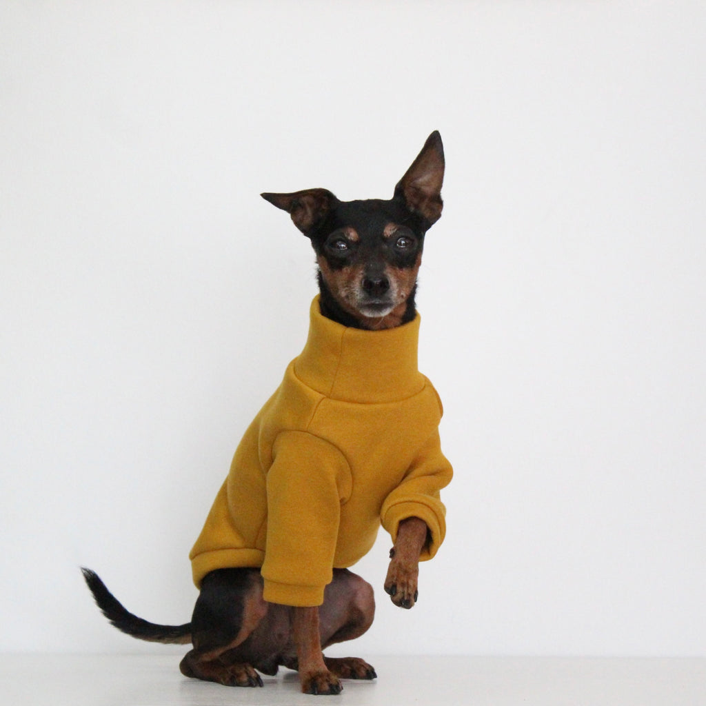 Miniature pinscher Prague Ratter dog wearing a handmade mustard yellow sweatshirt jumper with front sleeves, custom-tailored to measure by Lana Royals Pet Wear.