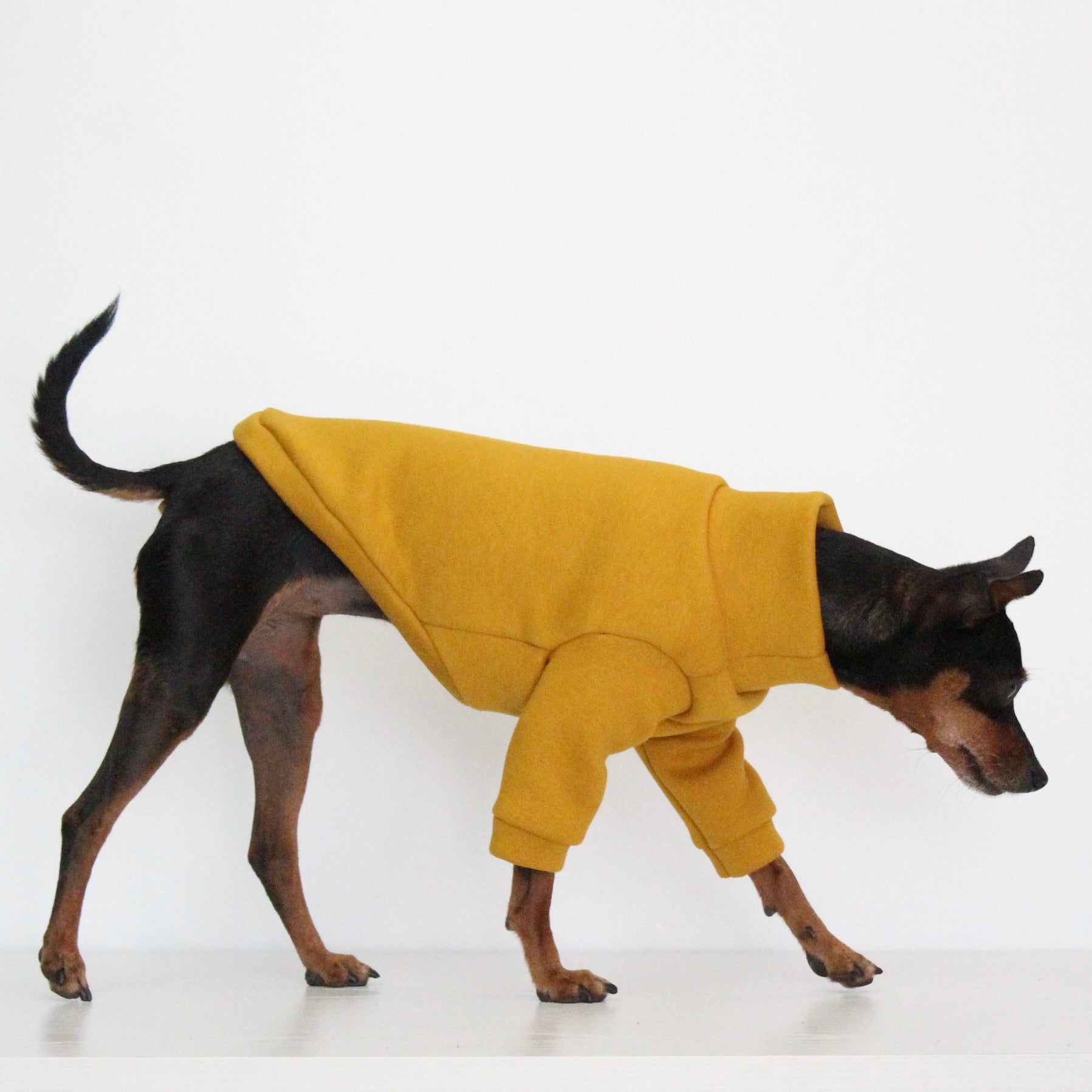 Miniature pinscher Prague Ratter dog wearing a handmade mustard yellow sweatshirt jumper with front sleeves, custom-tailored to measure by Lana Royals Pet Wear.