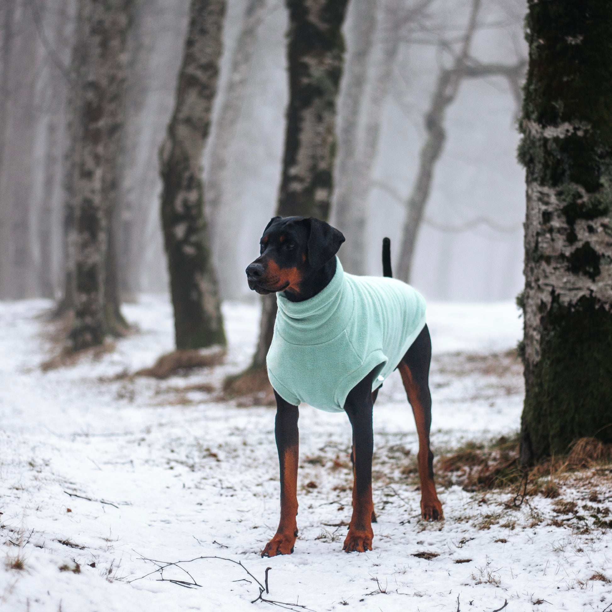 Dobermann wearing a handmade light green aqua fleece sweater standing in a snowy forest. Sleeveless vest featured is custom-tailored by Lana Royals Pet Wear.