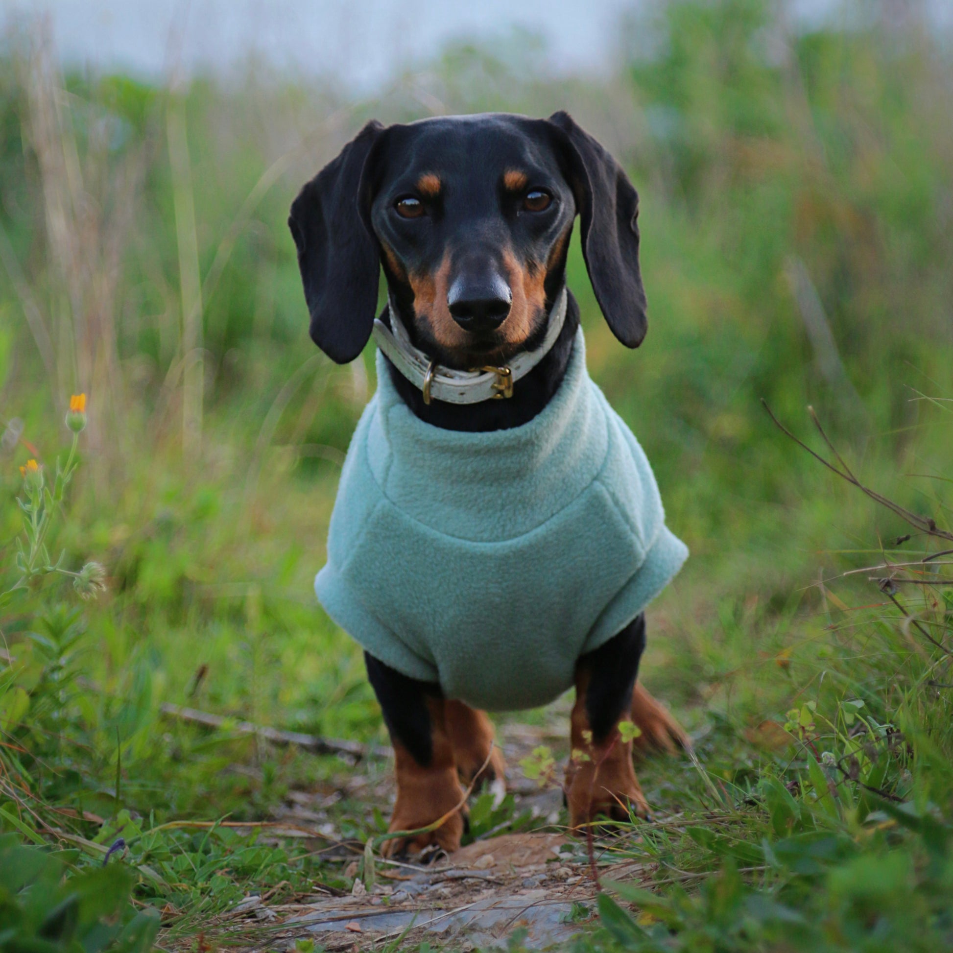 Miniature dachshund from Portugal wearing a handmade light blue aqua fleece sweater, custom made by Lana Royals Pet Wear.