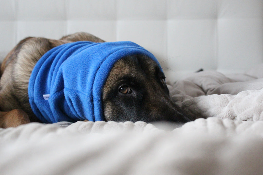 Dog wearing a blue fleece snood named REIGNA created by Lana Royals Pet Wear, lying on a bed.