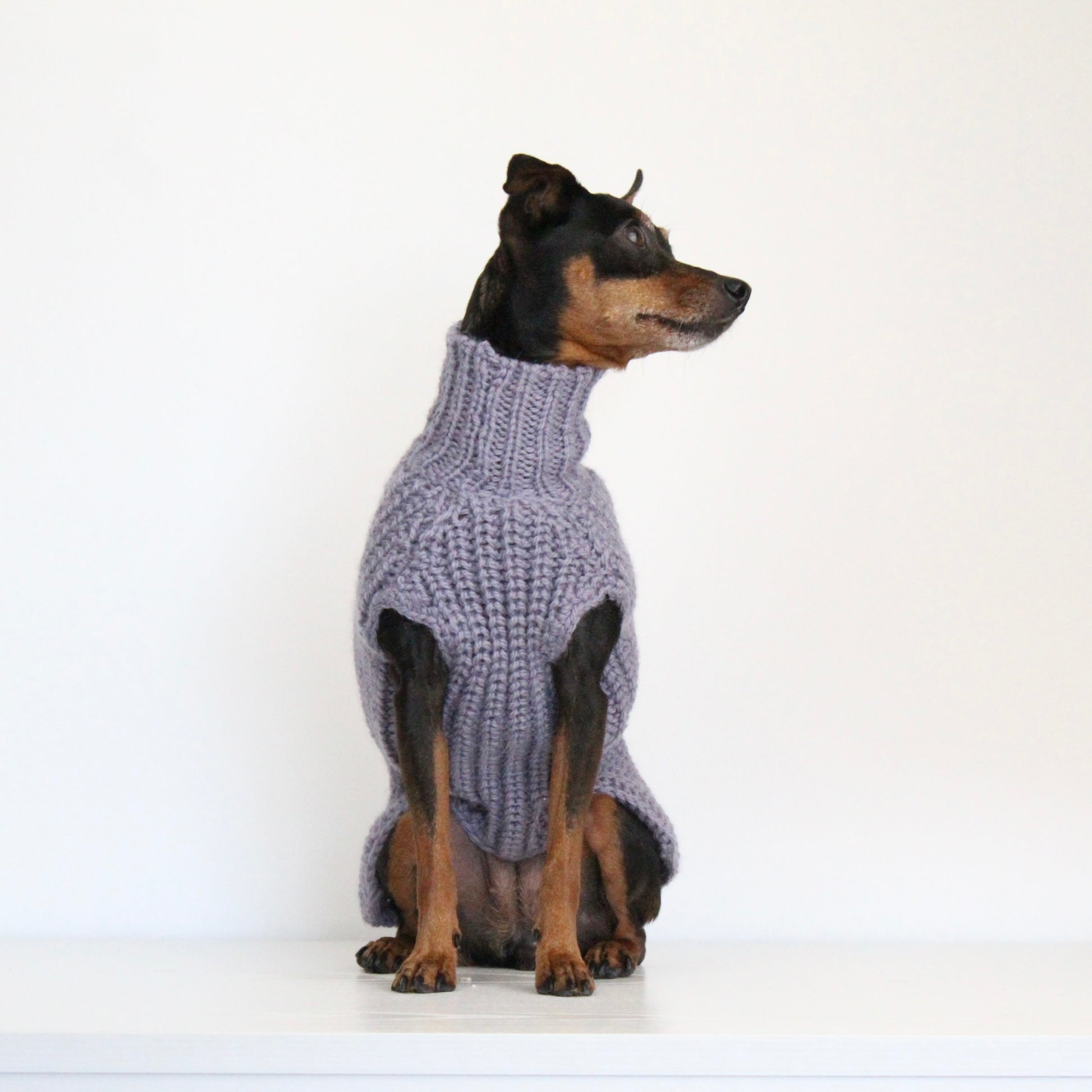 Small dog wearing a custom hand-knitted alpaca wool sweater 'MAYA' in grey lavender color, made to measure by Lana Royals Pet Wear.