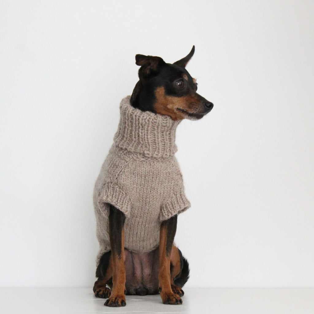 Miniature pinscher wearing a beige hand-knitted alpaca wool turtleneck sweater, custom-made to measure by Lana Royals Pet Wear. Showcasing from the front.