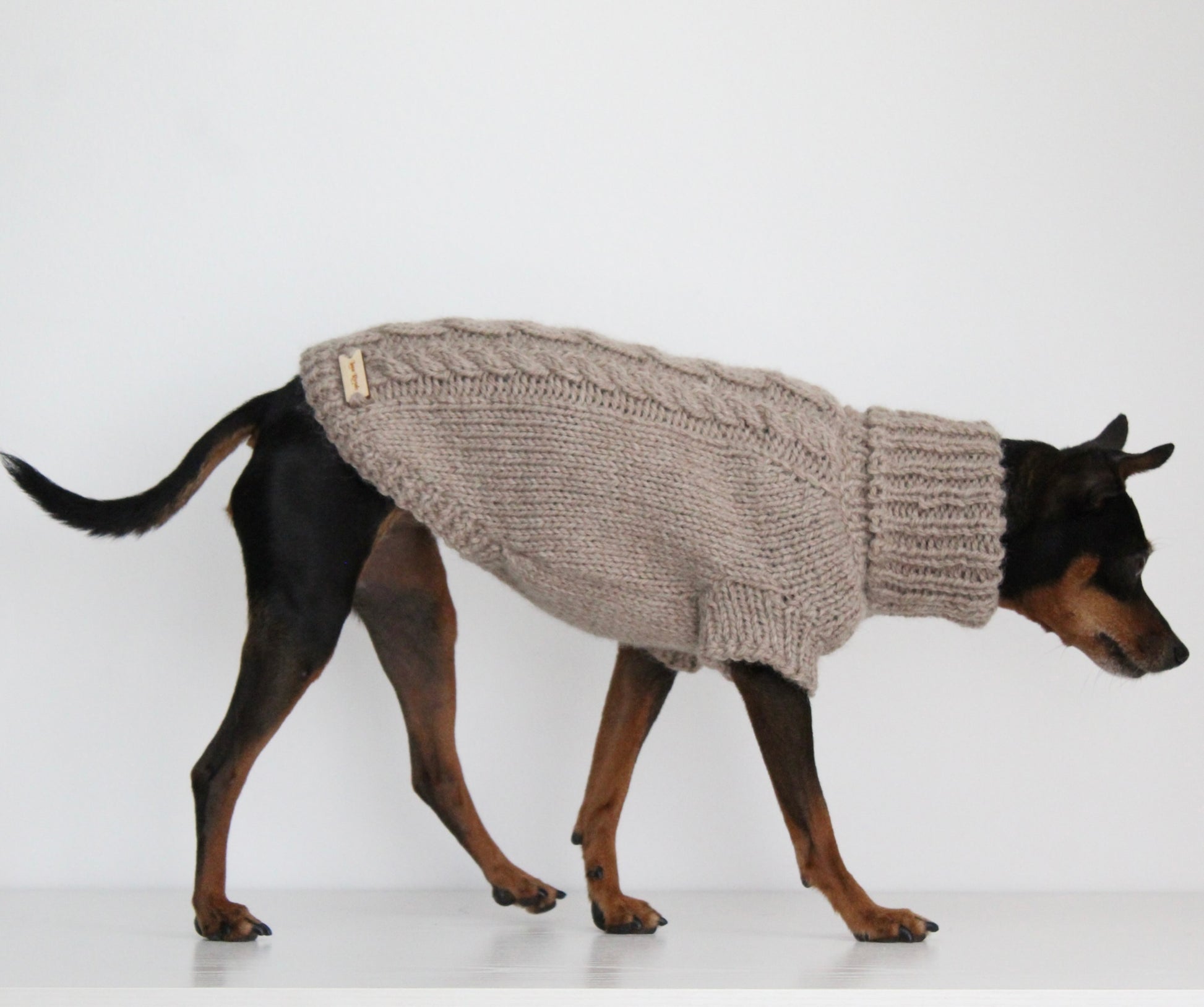 Miniature pinscher wearing a beige hand-knitted alpaca wool turtleneck sweater, custom-made to measure by Lana Royals Pet Wear. Showcasing from the side while walking.